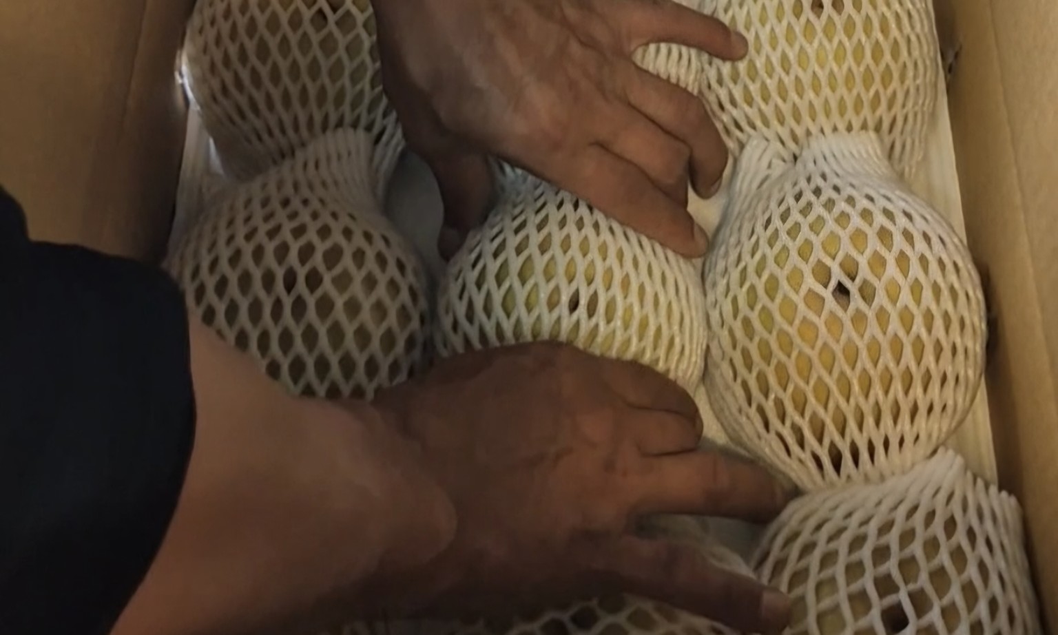 과일망을 씌운 배를 손으로 전용 상자 안에 가지런히 놓는 실제 작업